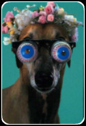 Greyhound con gafas
